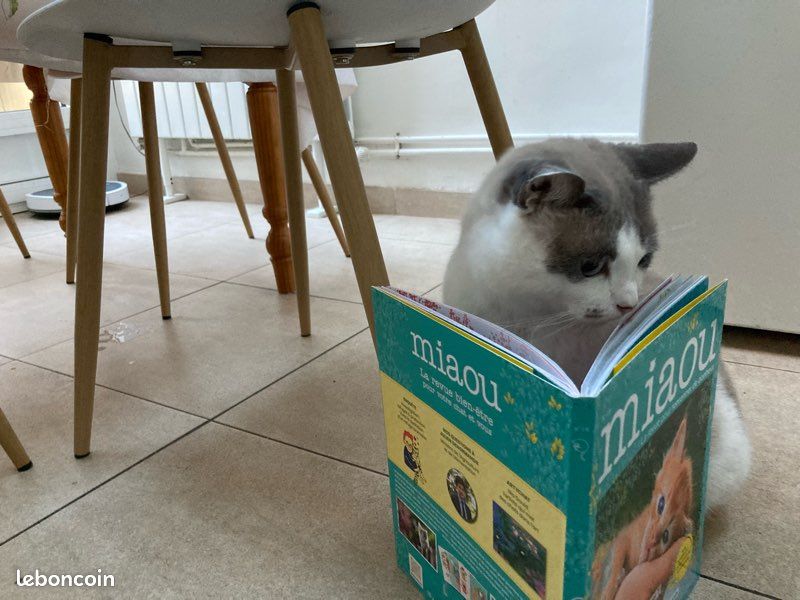 Livres miaou (2)😻 (image 2)