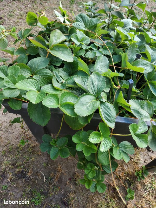 Plants de fraises (image 1)