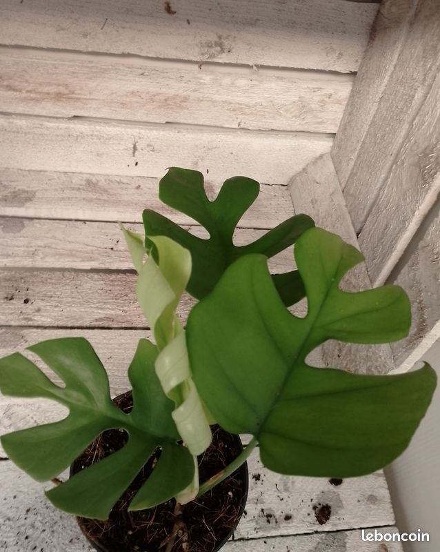 Monstera little sister (image 3)
