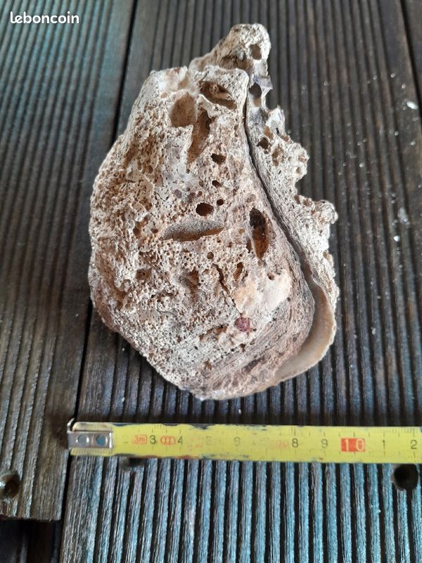 Coque huître fossilisée (image 5)