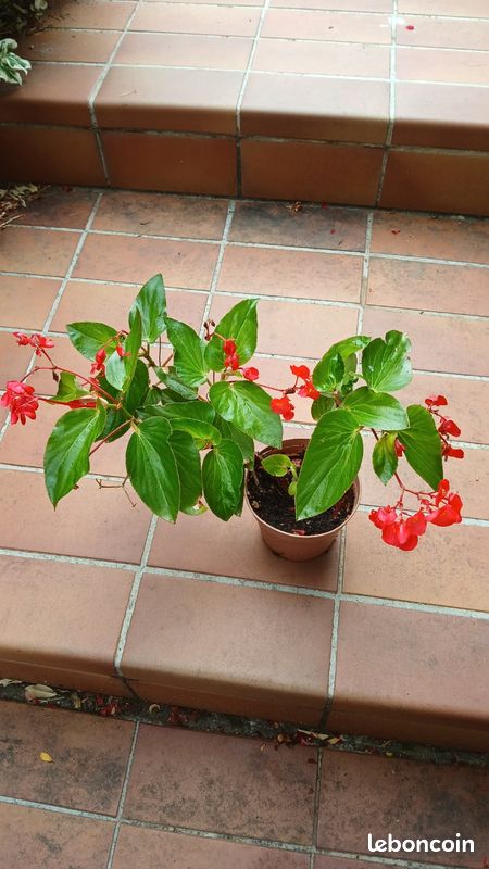 Begonia (image 2)