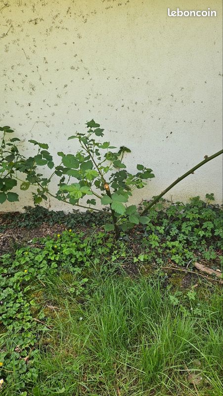 Mûrier fruitier (image 2)