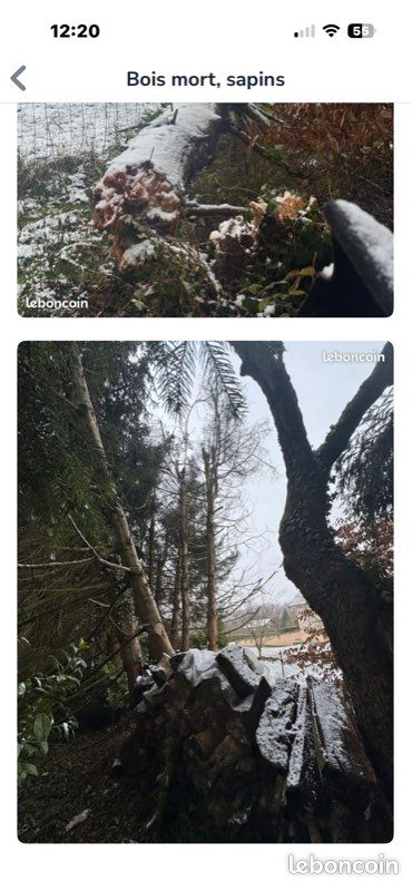 Sapins et autres bois mort sur pied (image 1)