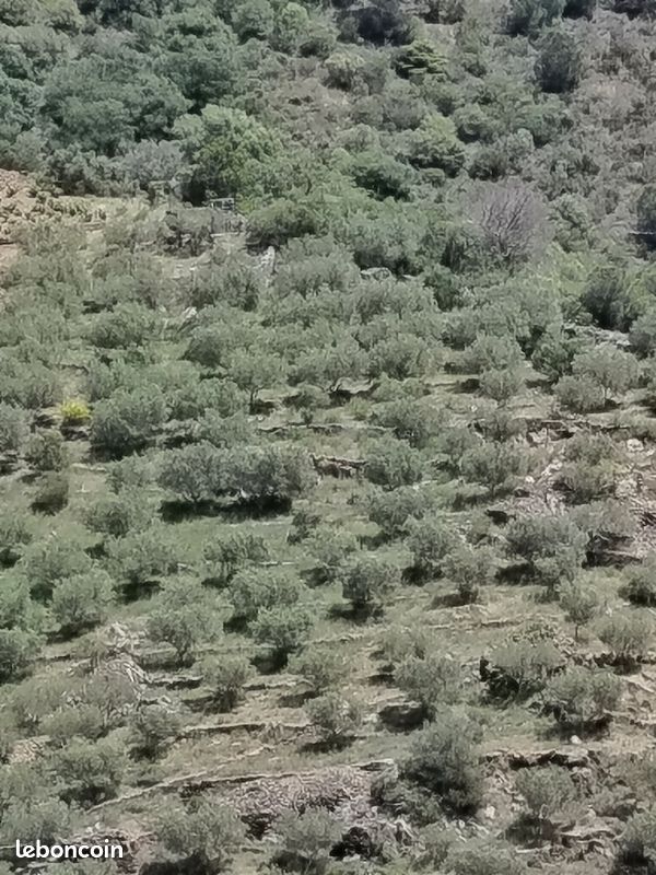 Vente oliveraie, terrain agricole · à Banyuls-sur-Mer · 28 000 €