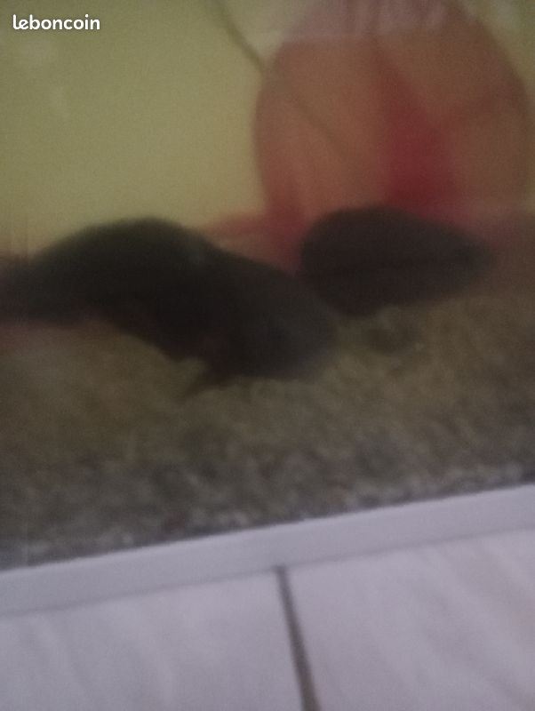 Aquarium poisson (image 2)