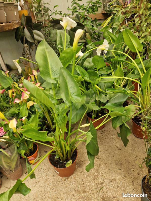 Plante arome vivace - Jardin & Plantes