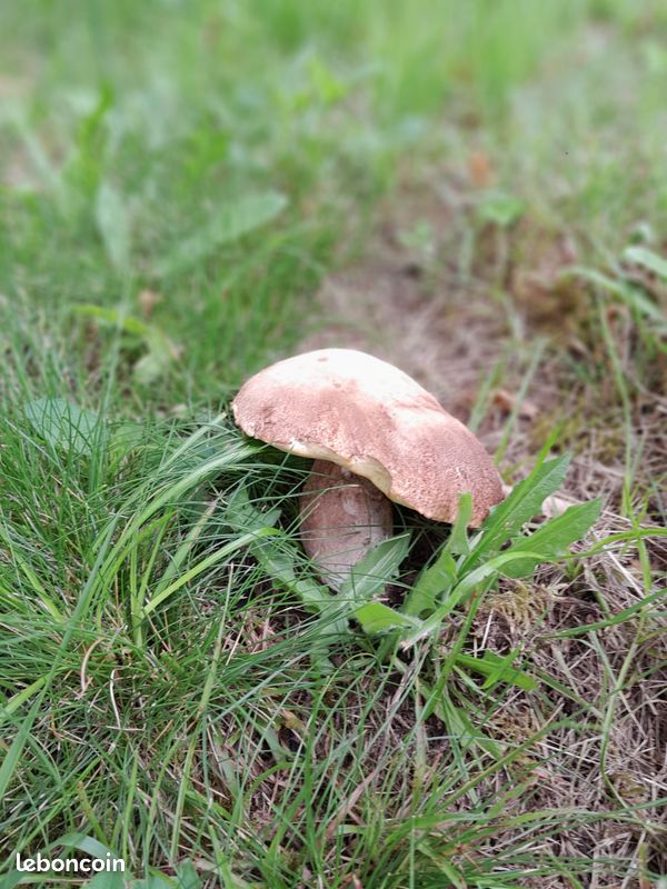 "La Sauvagine" gîte au coeur de la Nature (image 19)