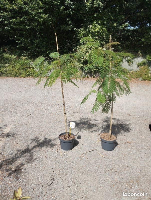 Arbres Albizia (image 3)