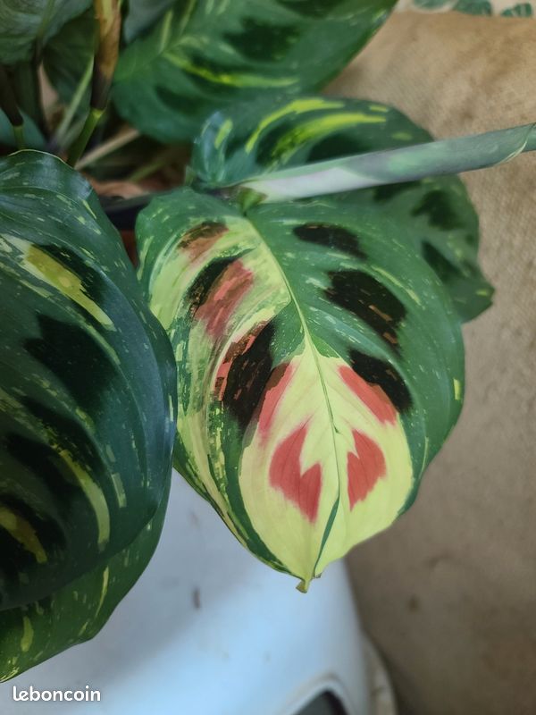 RARE - Maranta Leuconeura Raspberry Variegata - Jardin & Plantes