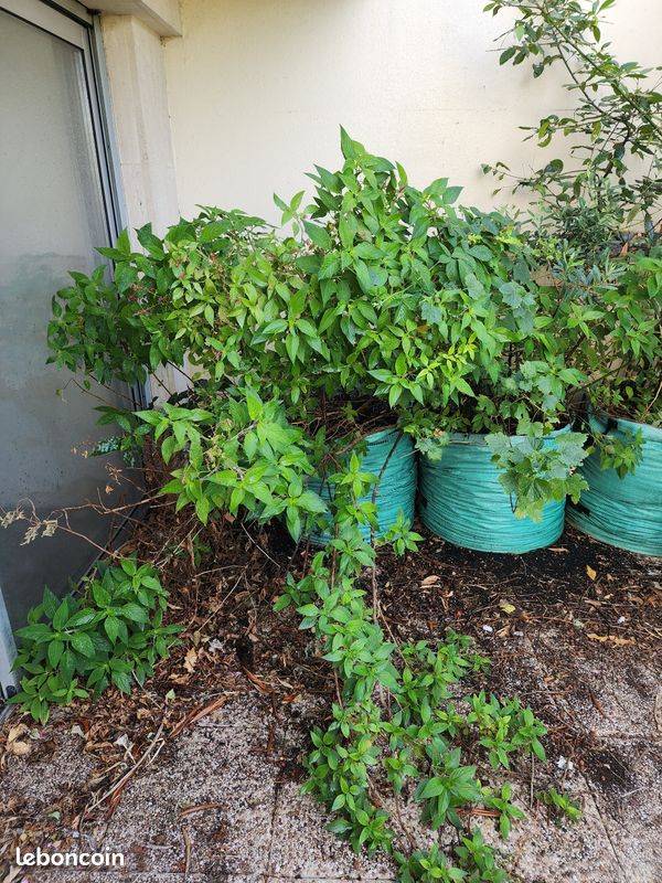 Arbres fruitiers et plantes aromatiques, de 15 à 40 en fonction de la taille (image 14)