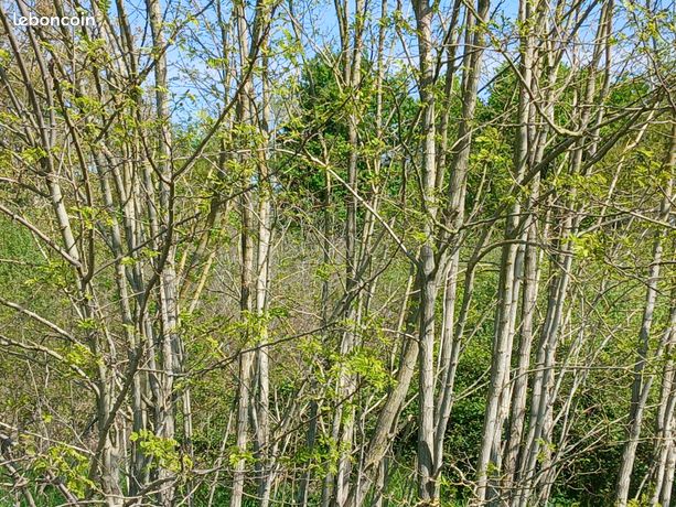 Vend terrain boisé