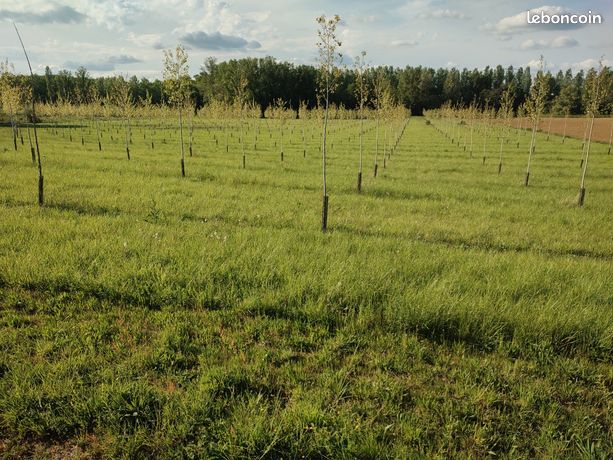 Peupleraie 3ha la filhole Marmande