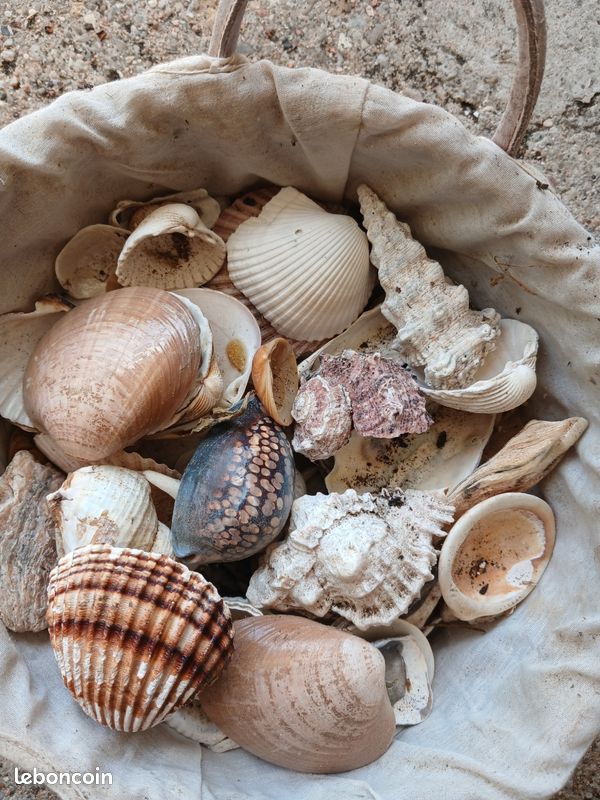 Lot de coquillages (image 2)