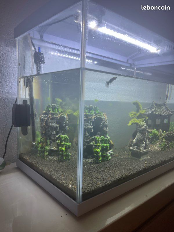 Aquarium Superfish (image 2)