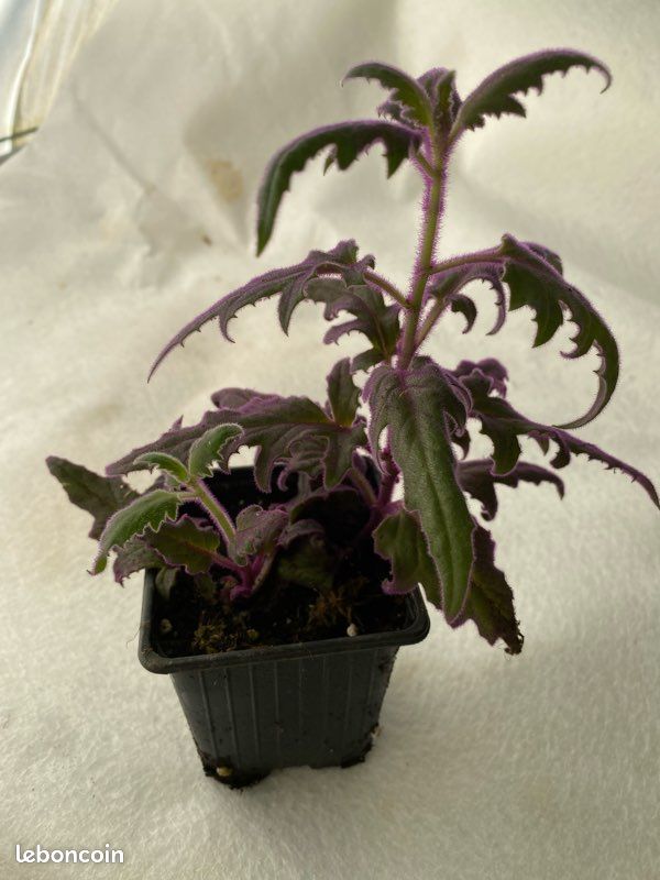 Gynura jeune plant (image 1)