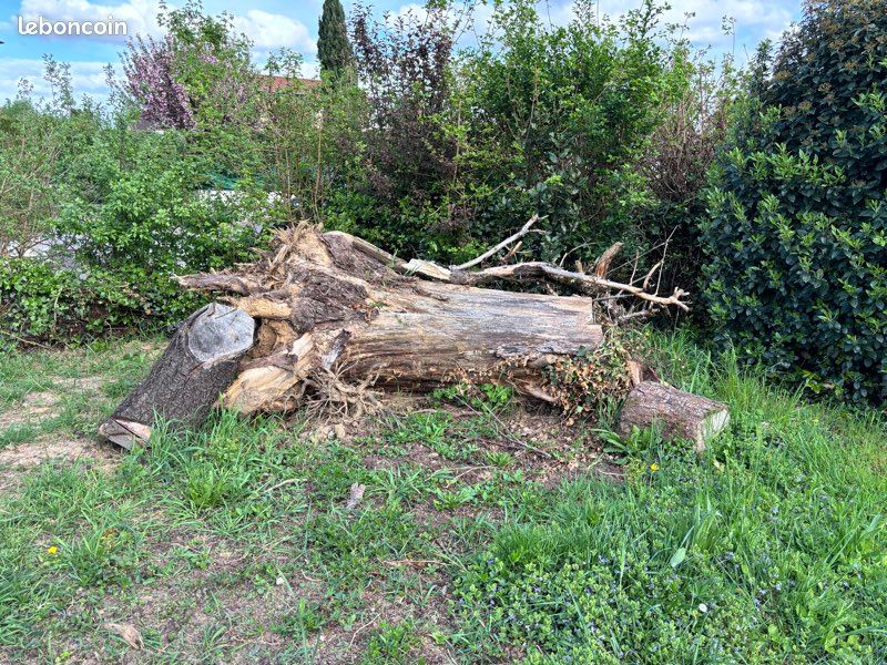 Souche d’arbre (image 1)