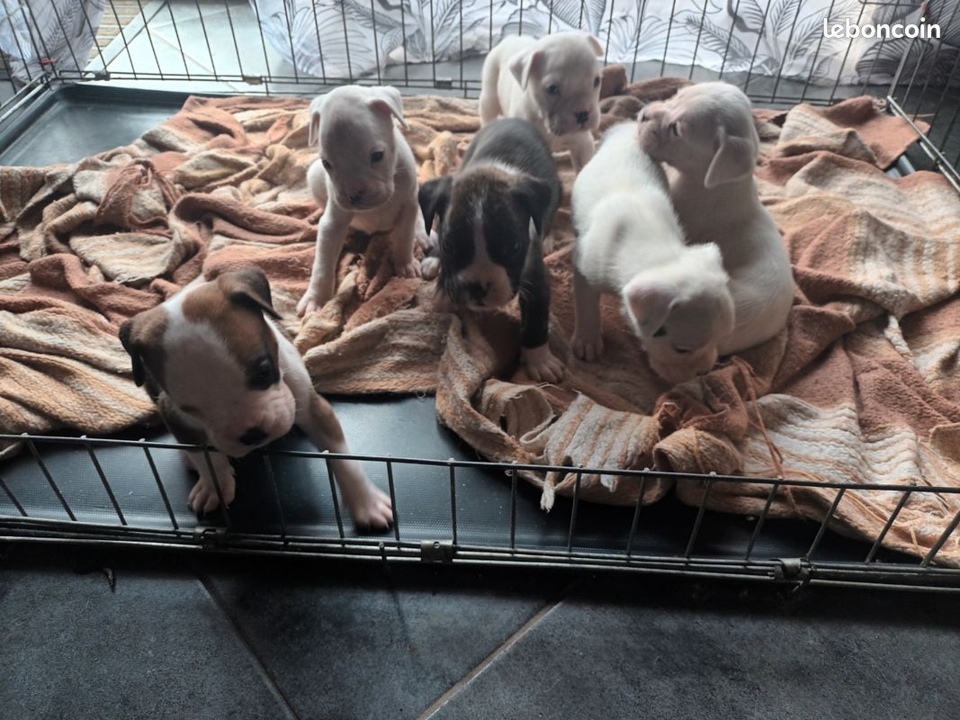 Chiots boxer (image 1)