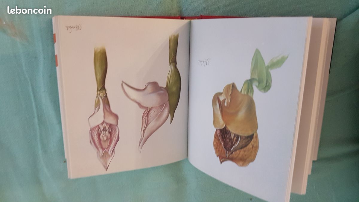 LIVRE ORCHIDEES : de l'horticulture considérée comme un des beaux-arts (image 3)