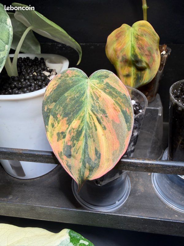 Philodendron Micans Pink Variegata (1) - Jardin & Plantes