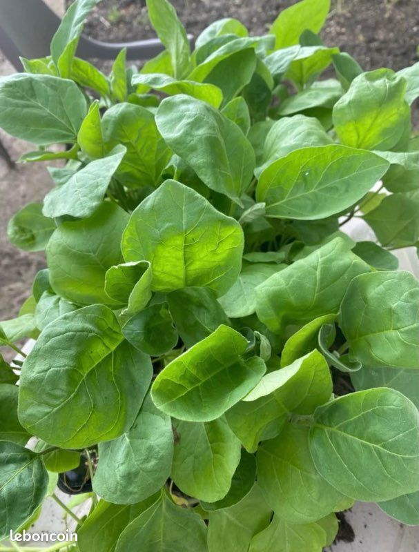Plants de légumes et fruits variétés (image 3)