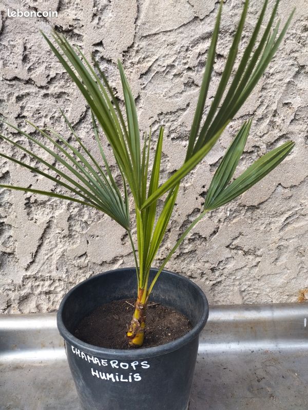 Chamaerops var Humilis (image 1)