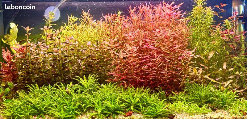 Lot de plantes d'aquarium personnalisable (3 espèces au choix) – 5 (image 8)
