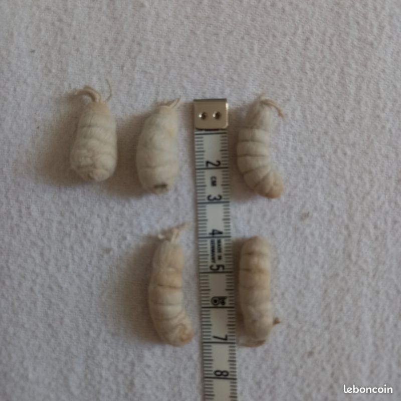 Pompons chenilles (image 4)