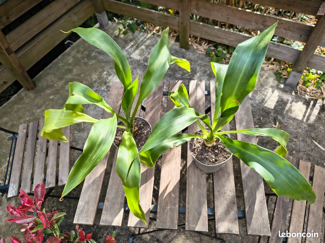 Doryanthes Palmeri - Lys géant - Issu de semis, 4 ans (image 5)