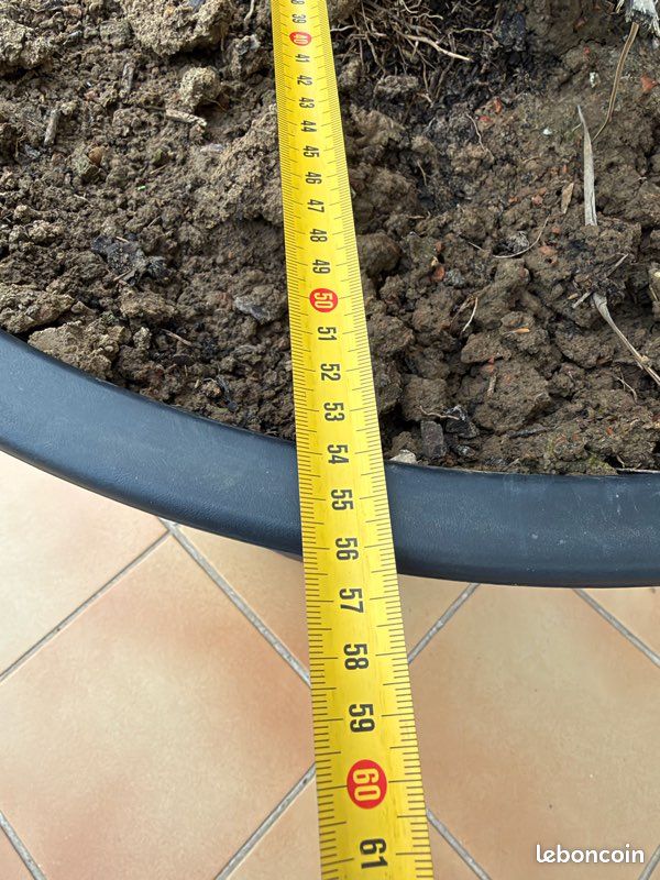 Grand palmier phœnix ext 160 cm avec son pot en parfait état de santé (image 4)