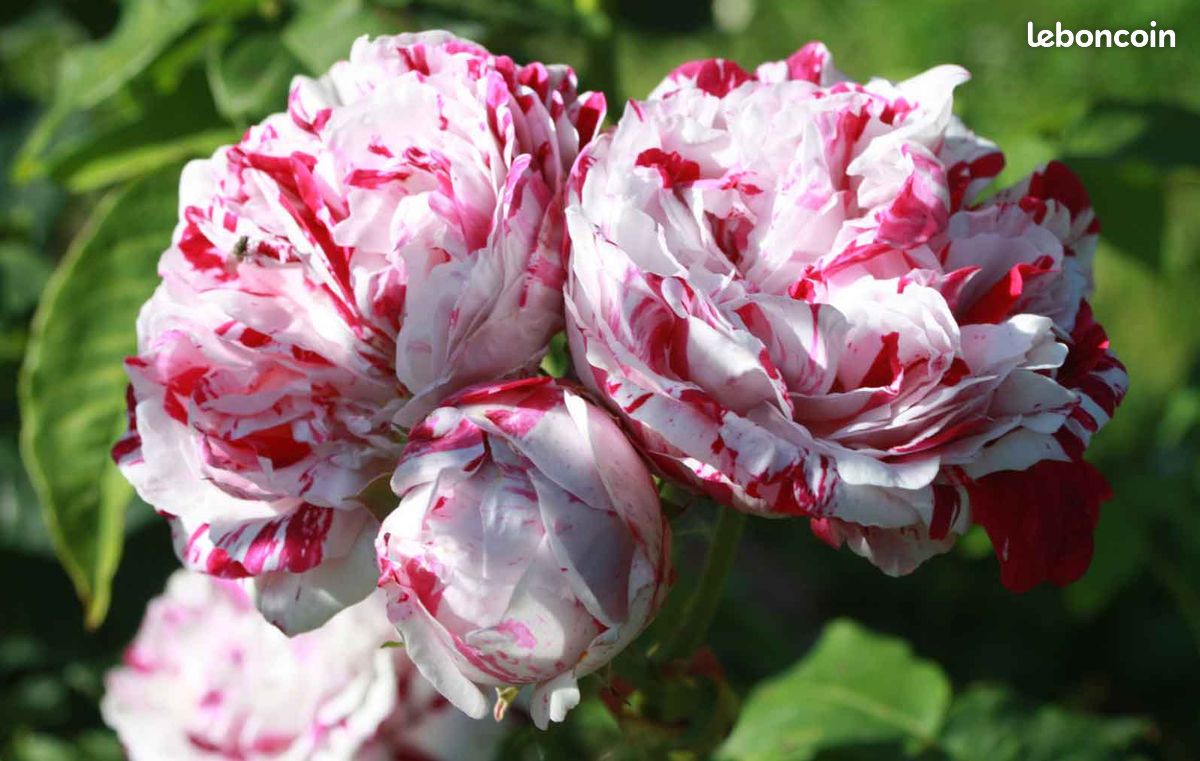 ROSES ANCIENNES et ROSES SAUVAGES DU MONDE par Charlotte Testu : le livre de référence (image 2)