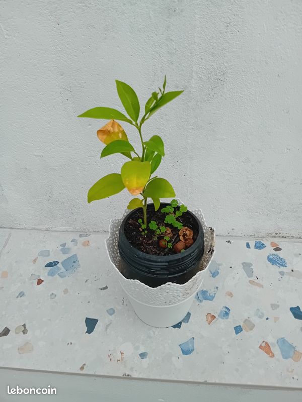 Magnifique petit oranger avec pot et cache pot (image 3)
