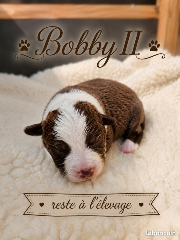 Border collie lof troupeau (image 6)