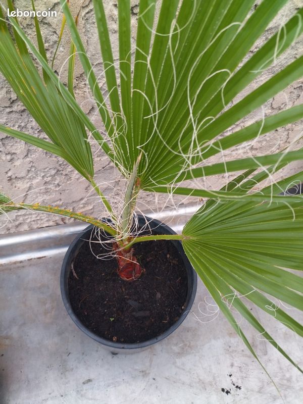 Washingtonia Robusta (image 3)