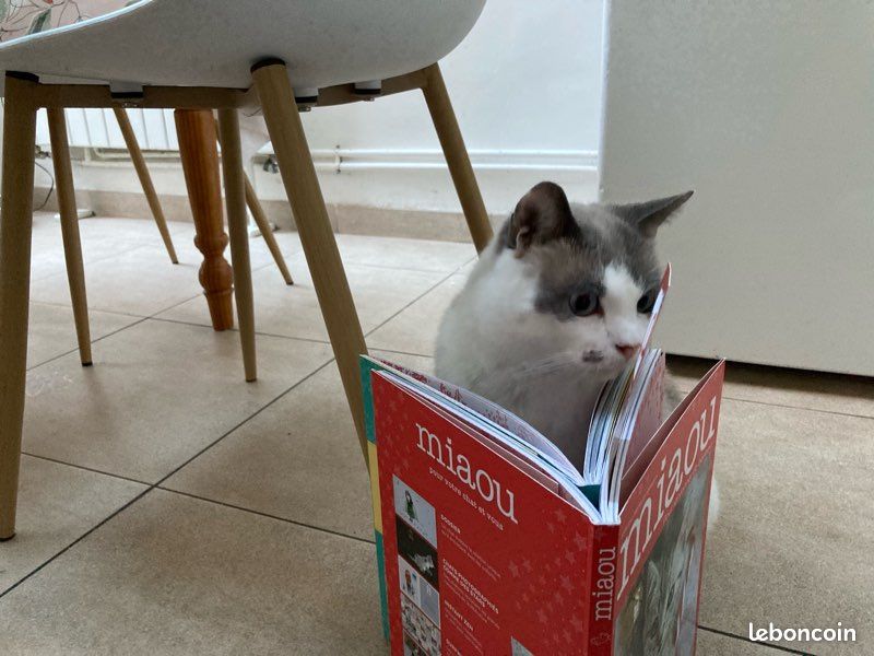 Livres miaou (2)😻 (image 13)