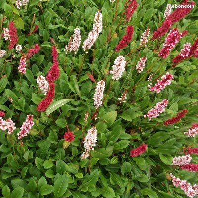 Persicaria rampant (image 1)