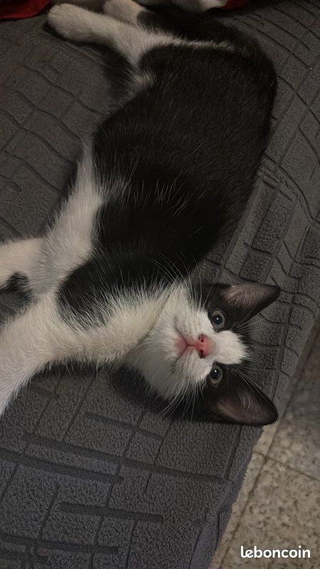 Chaton (image 2)