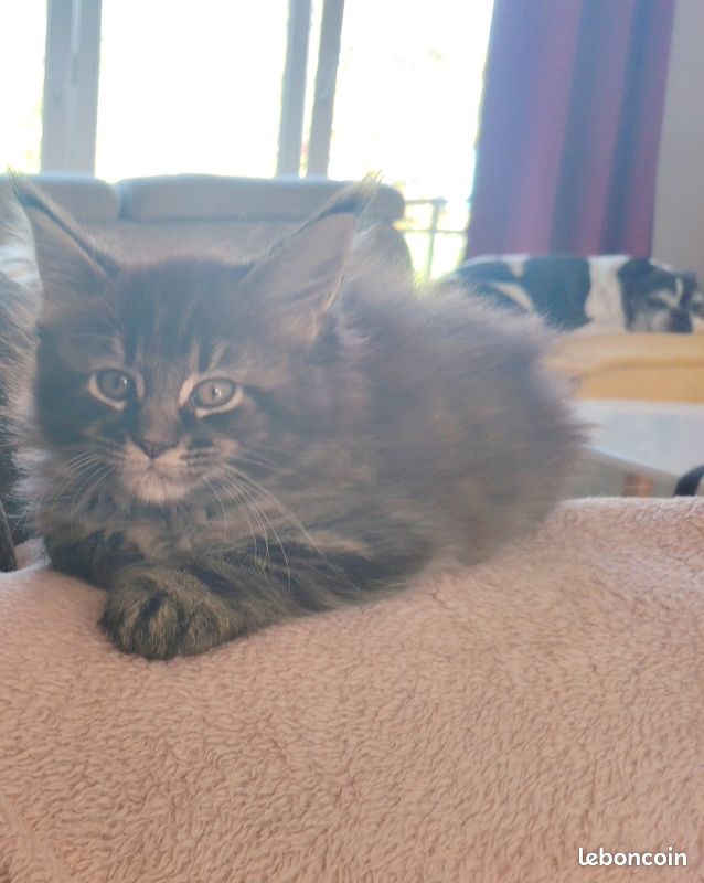 Chaton Maine Coon (image 1)