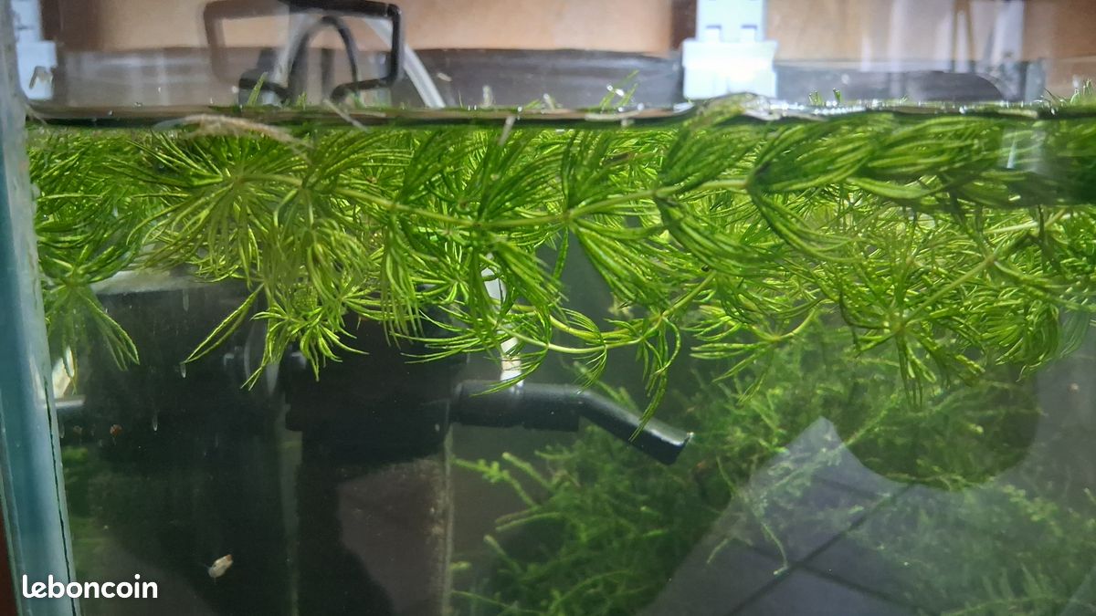 Ceratophyllum (image 2)