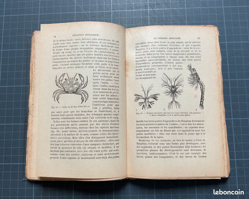 Initiation zoologique par E. Brucker - Hachette 1921 (image 7)