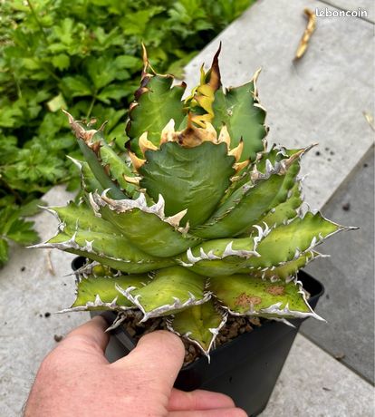 Agave titanota red catweazle - Jardin & Plantes