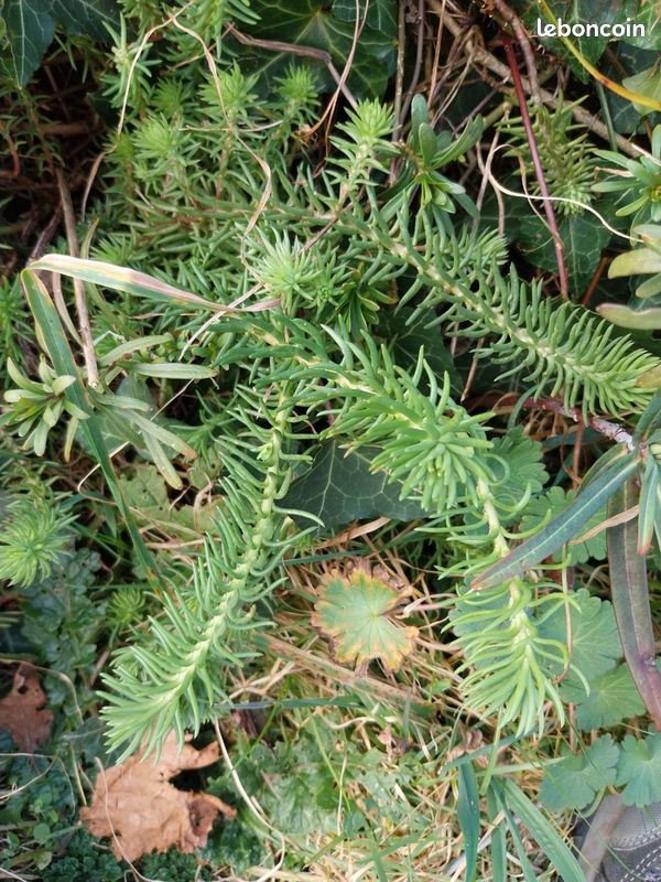 Échange au jardin (image 6)