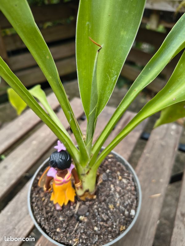 Doryanthes Palmeri - Lys géant - Issu de semis, 4 ans (image 2)