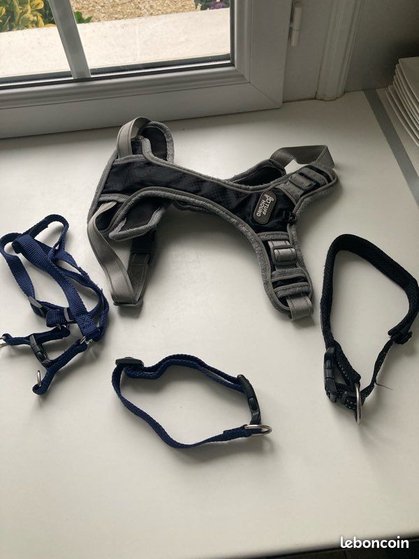 Ensemble colliers pour chien (image 1)