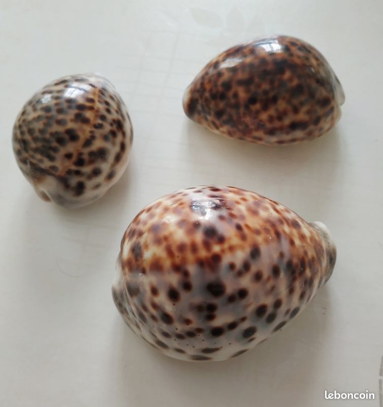 3 coquillages Cypraea tigris (image 1)