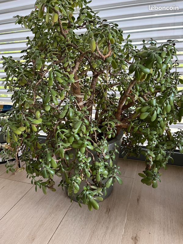 Crassula arbre de jade (image 3)