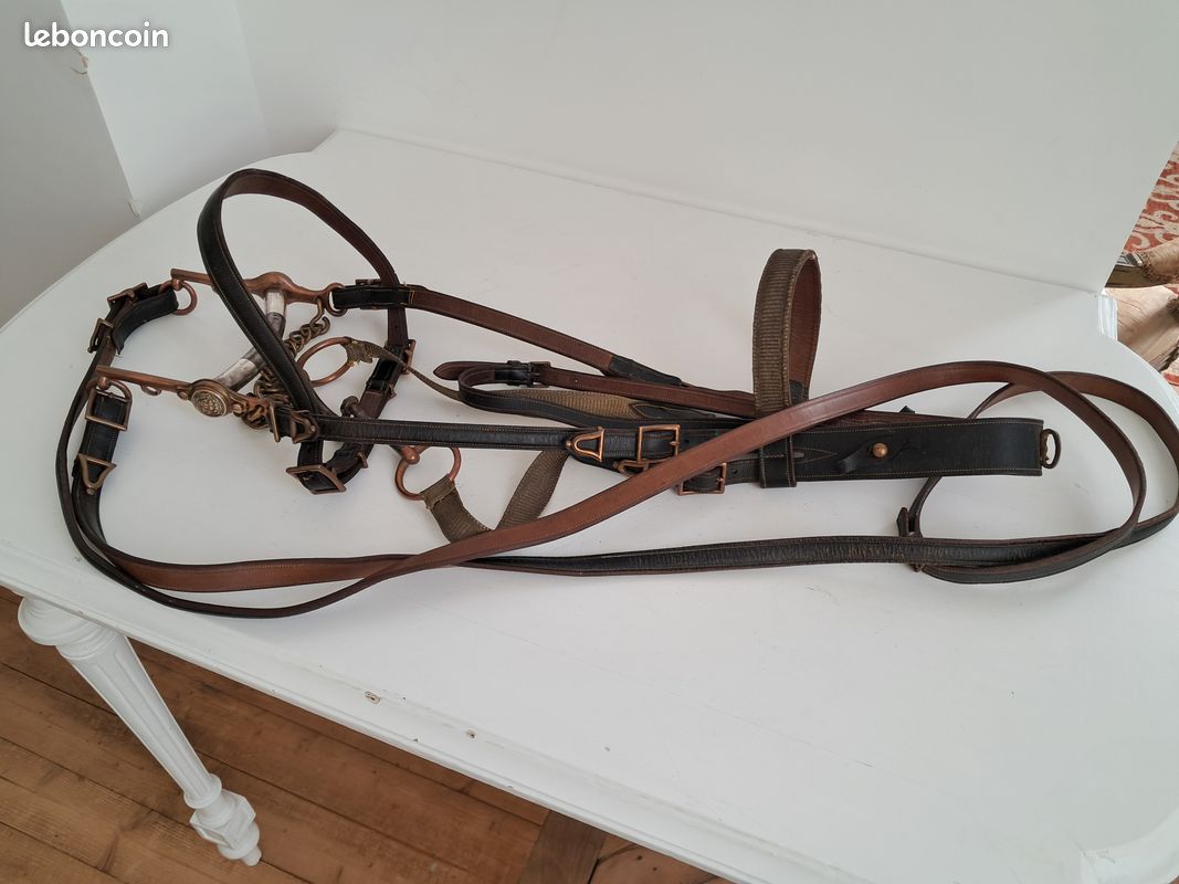 Image libre: cheval brun, cavalerie, animal, bride, étalon, tête, brun
