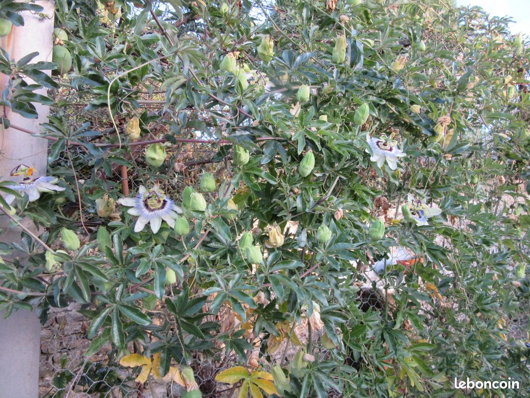 Passiflora (image 3)