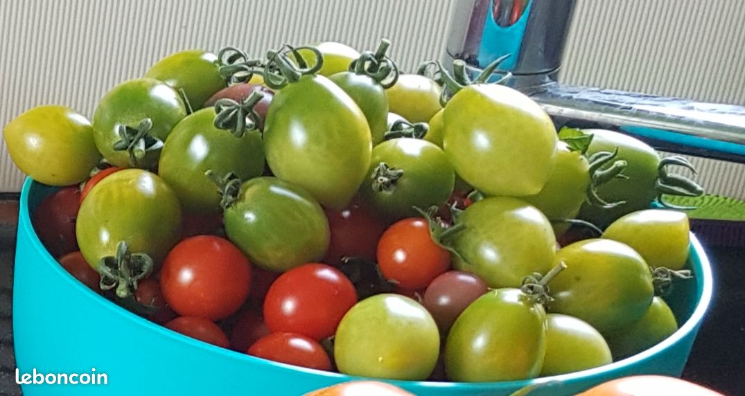 Plants de tomates (image 3)