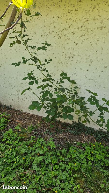 Mûrier fruitier (image 1)