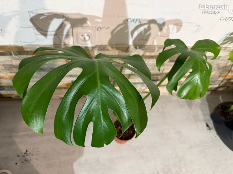Bouture monstera deliciosa - Jardin & Plantes